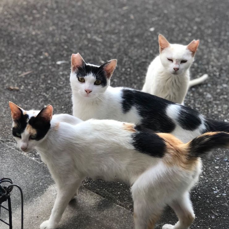 サクラカット耳の猫たち
