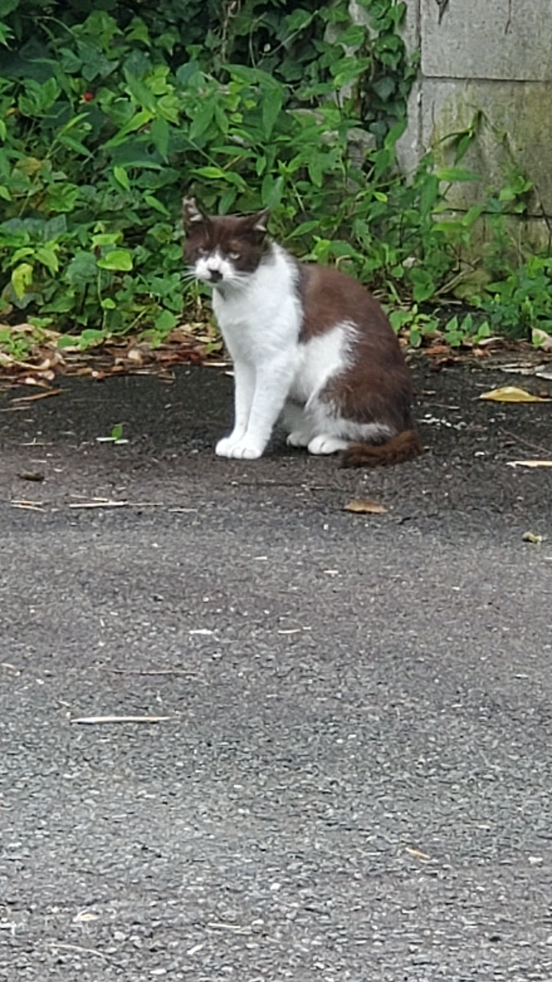 山のさくら猫