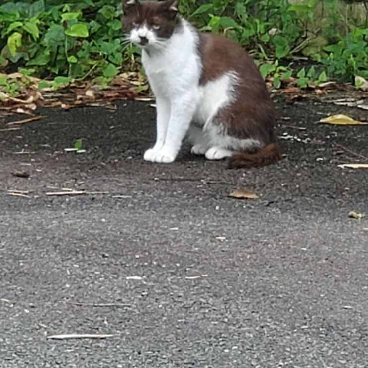山のさくら猫