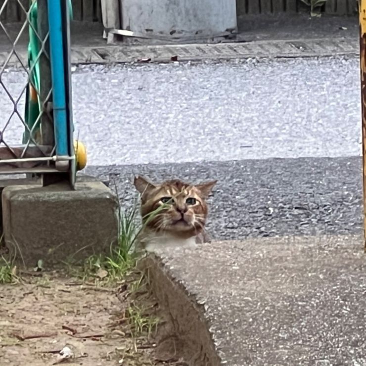 大丈夫？いない？