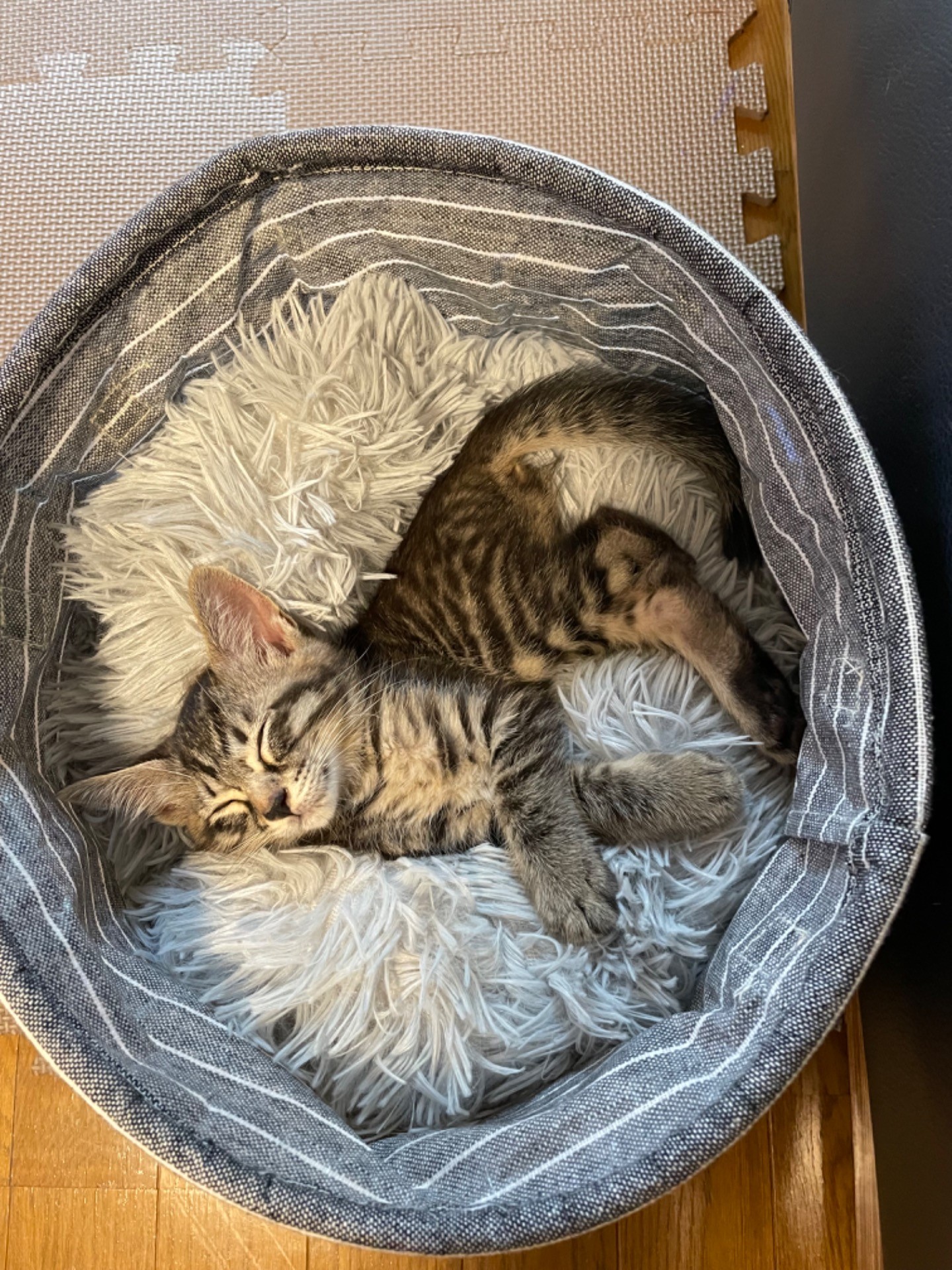 小さい怪獣
