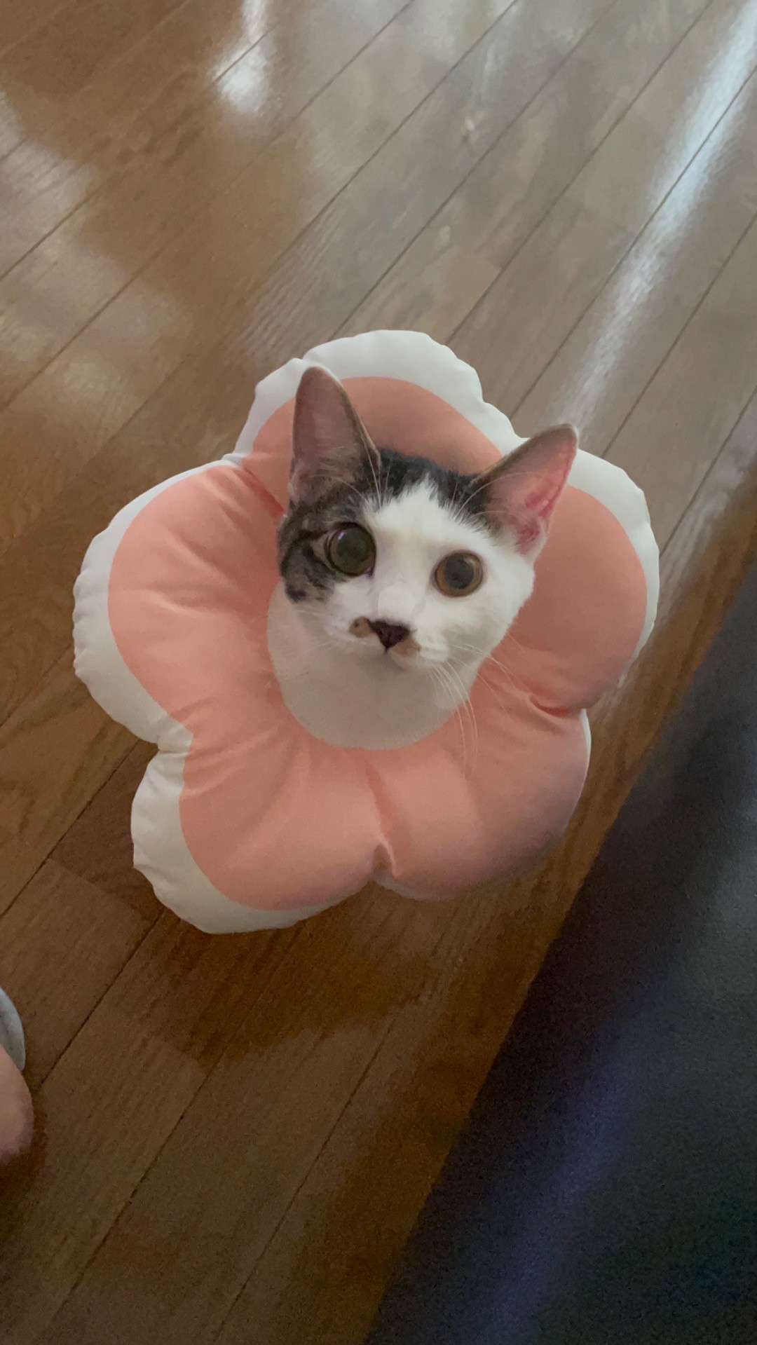 まどんな！