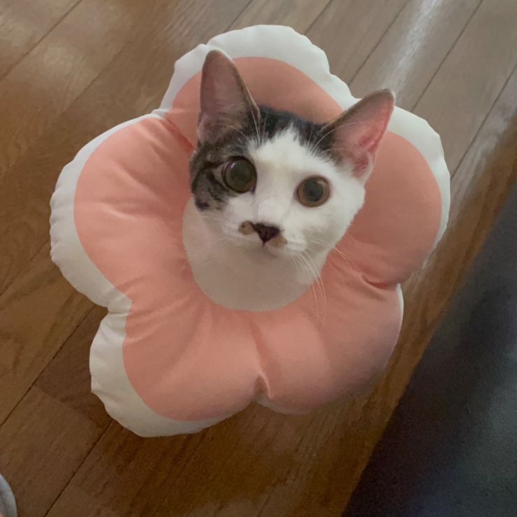 まどんな！