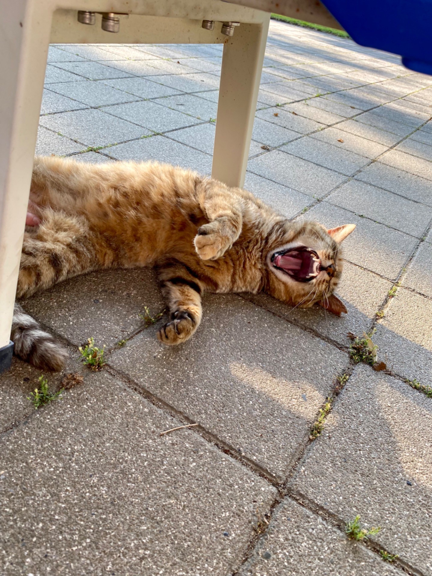 ふぁ～～～！