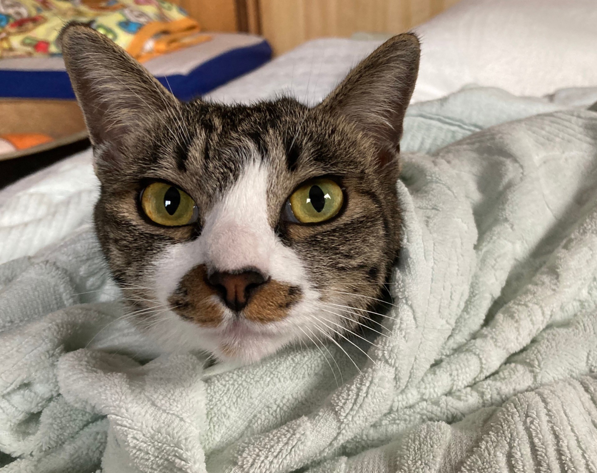 2回目の家猫