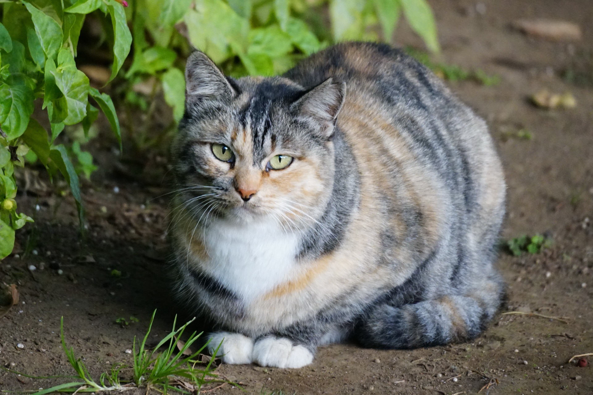 出産の苦痛から解放されました