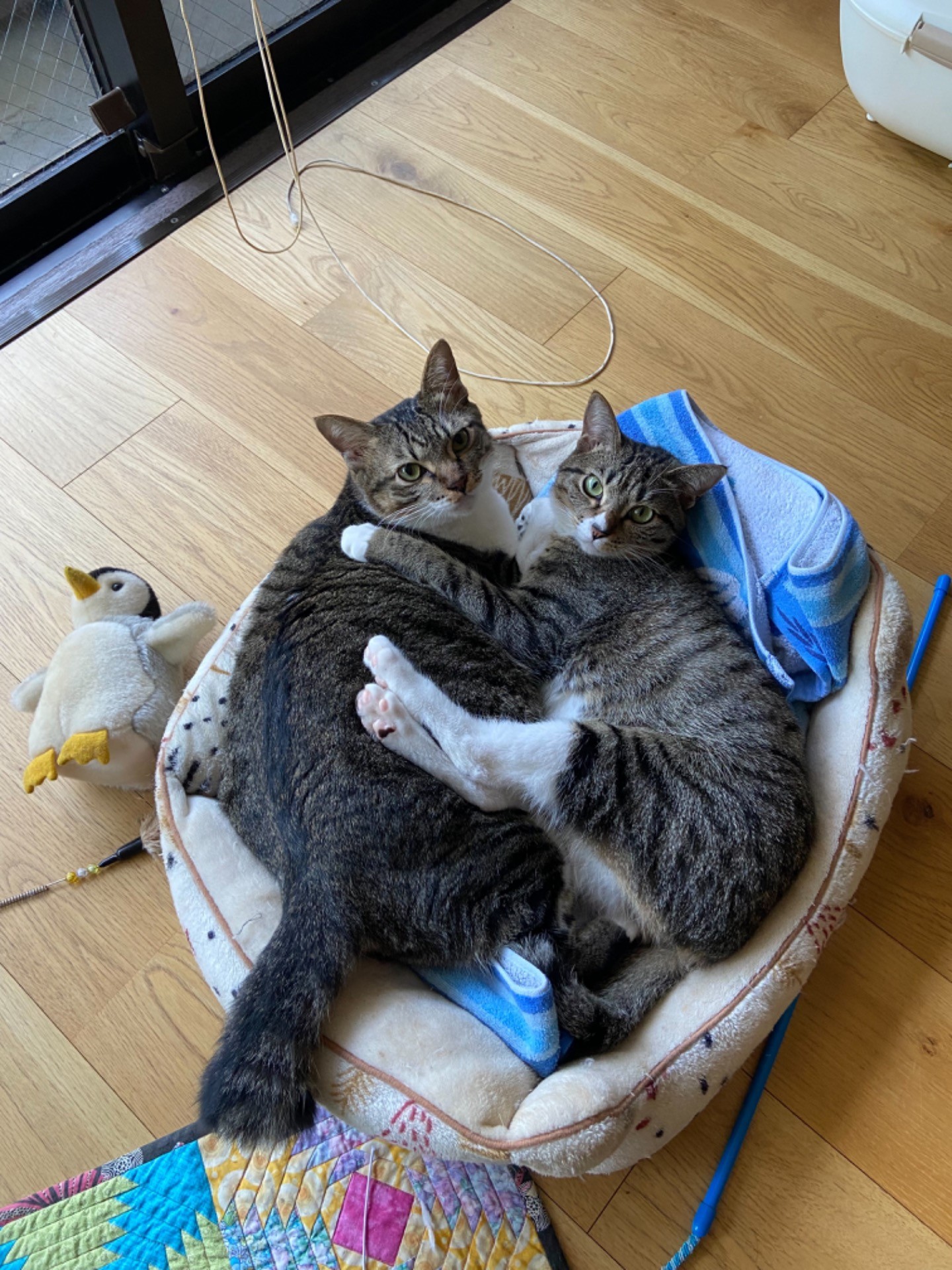 いのちつないだ！