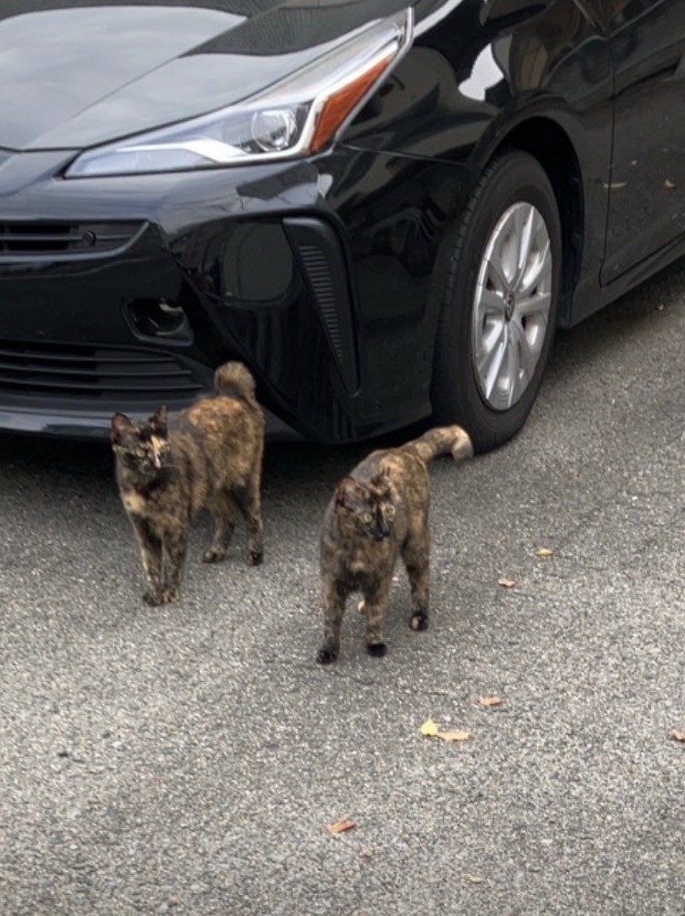 さくらねこ
