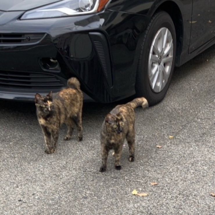 さくらねこ