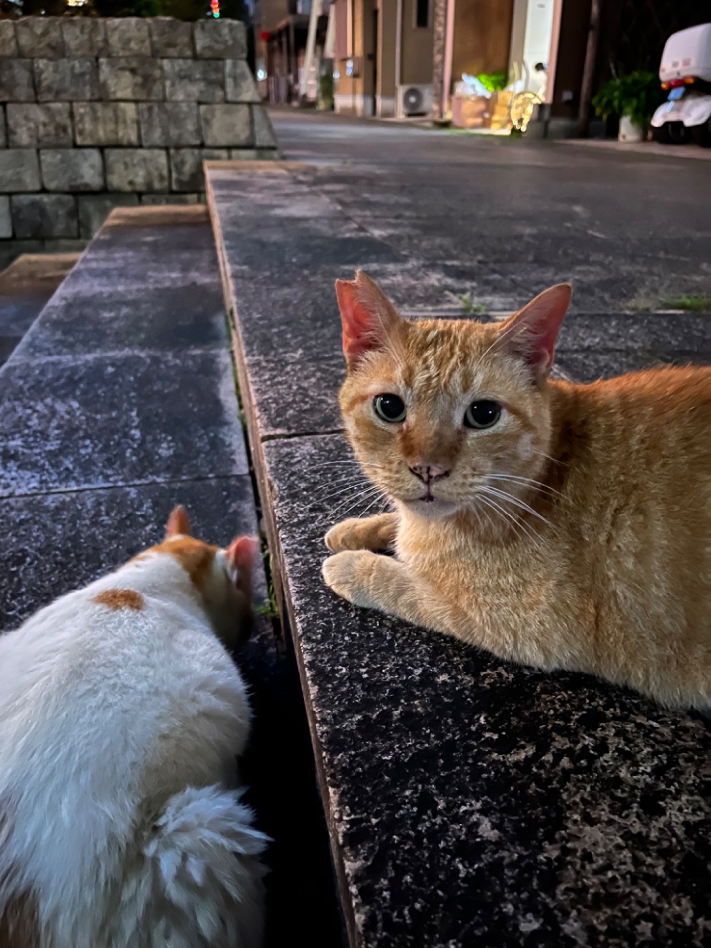 今日も会えた！