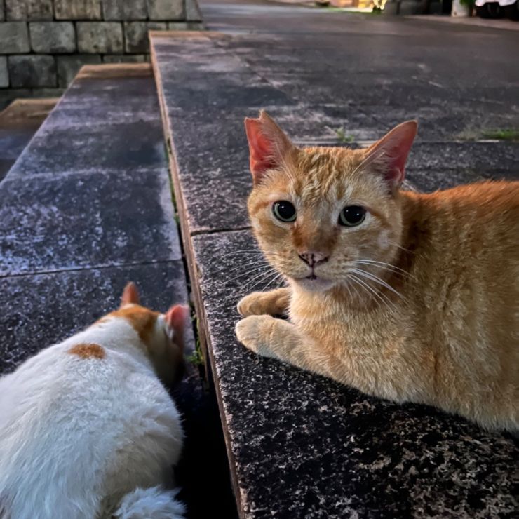 今日も会えた！