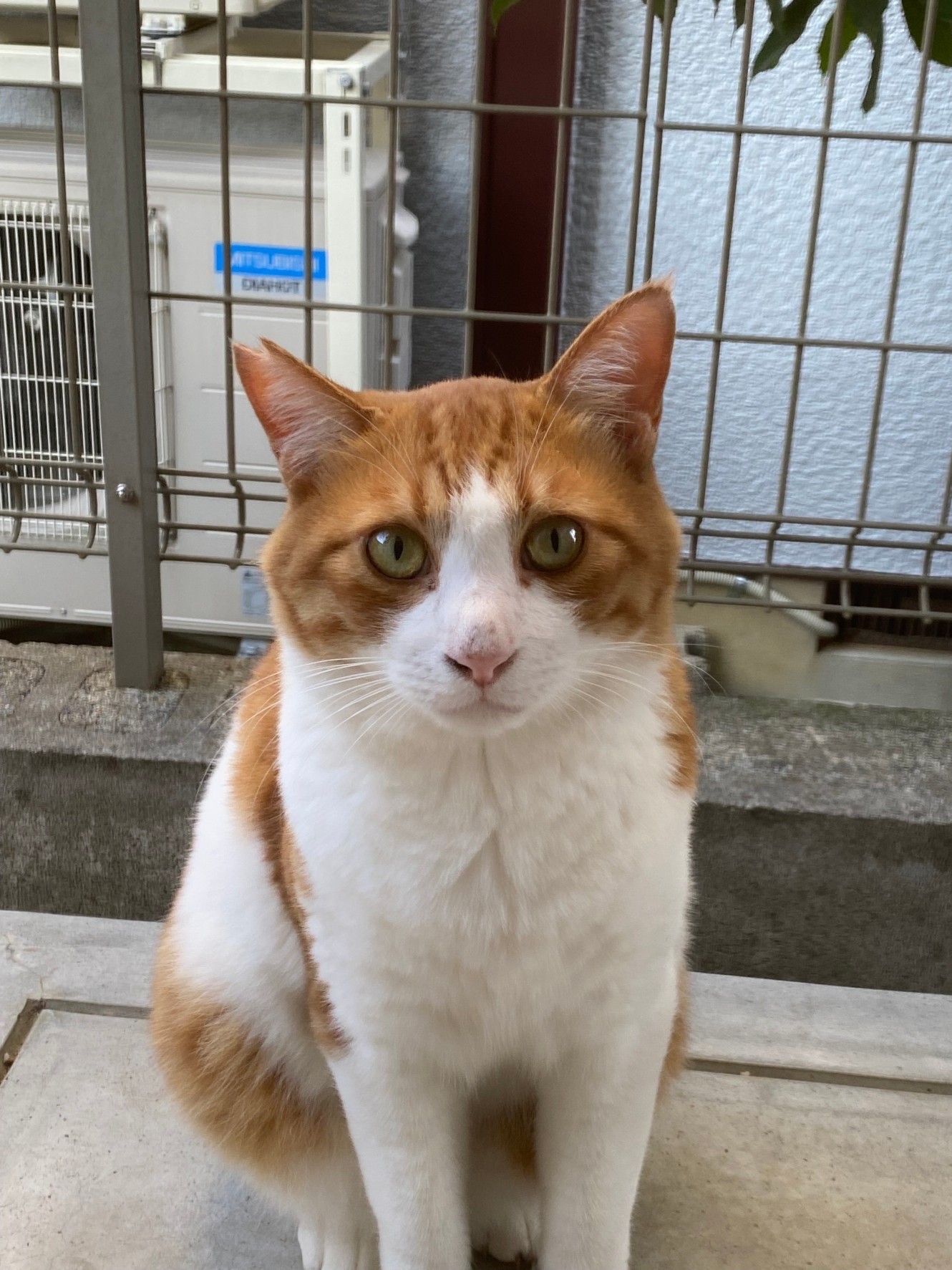 立派な地域猫として生きてます。