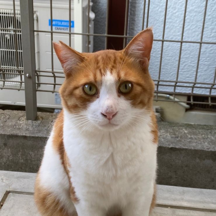 立派な地域猫として生きてます。