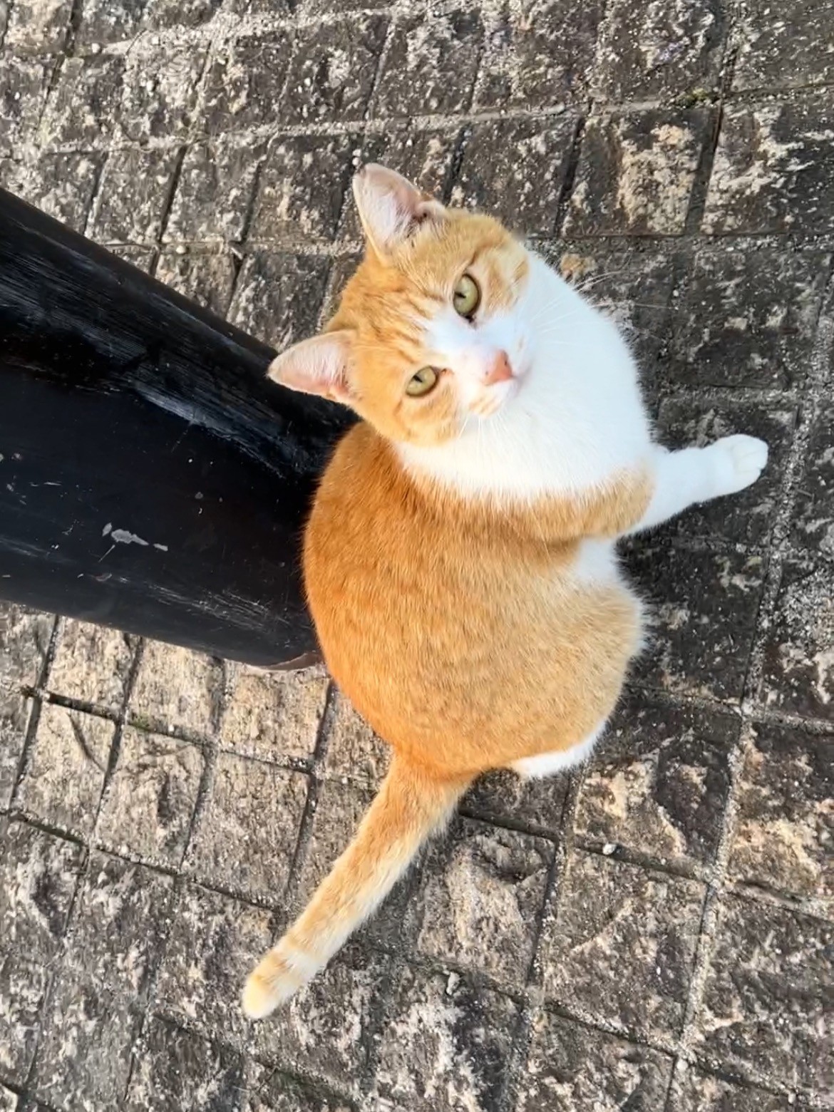 かわいいカメラ目線ありがとう