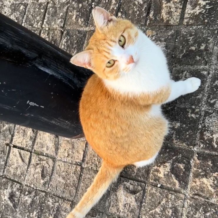 かわいいカメラ目線ありがとう