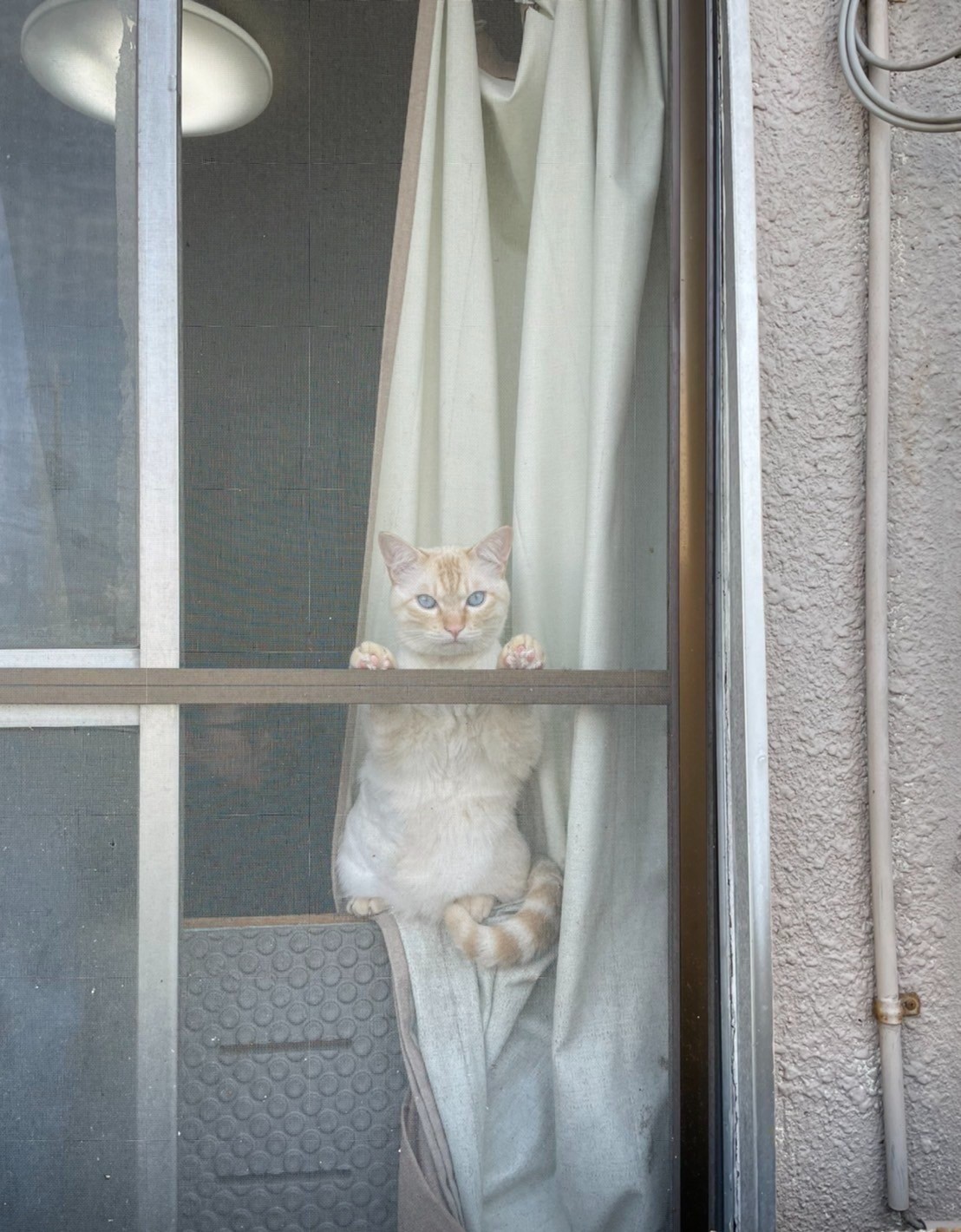 どこ行くニャー？