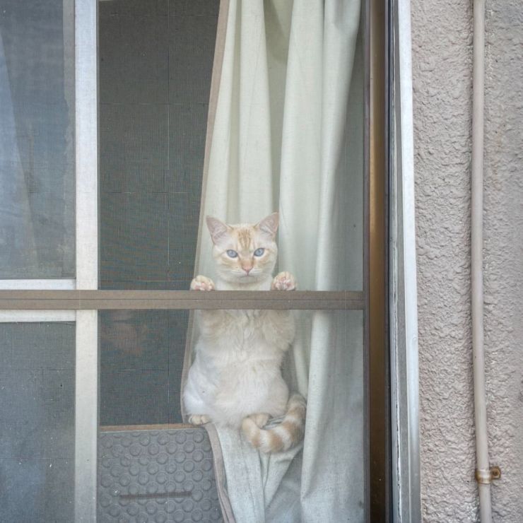 どこ行くニャー？