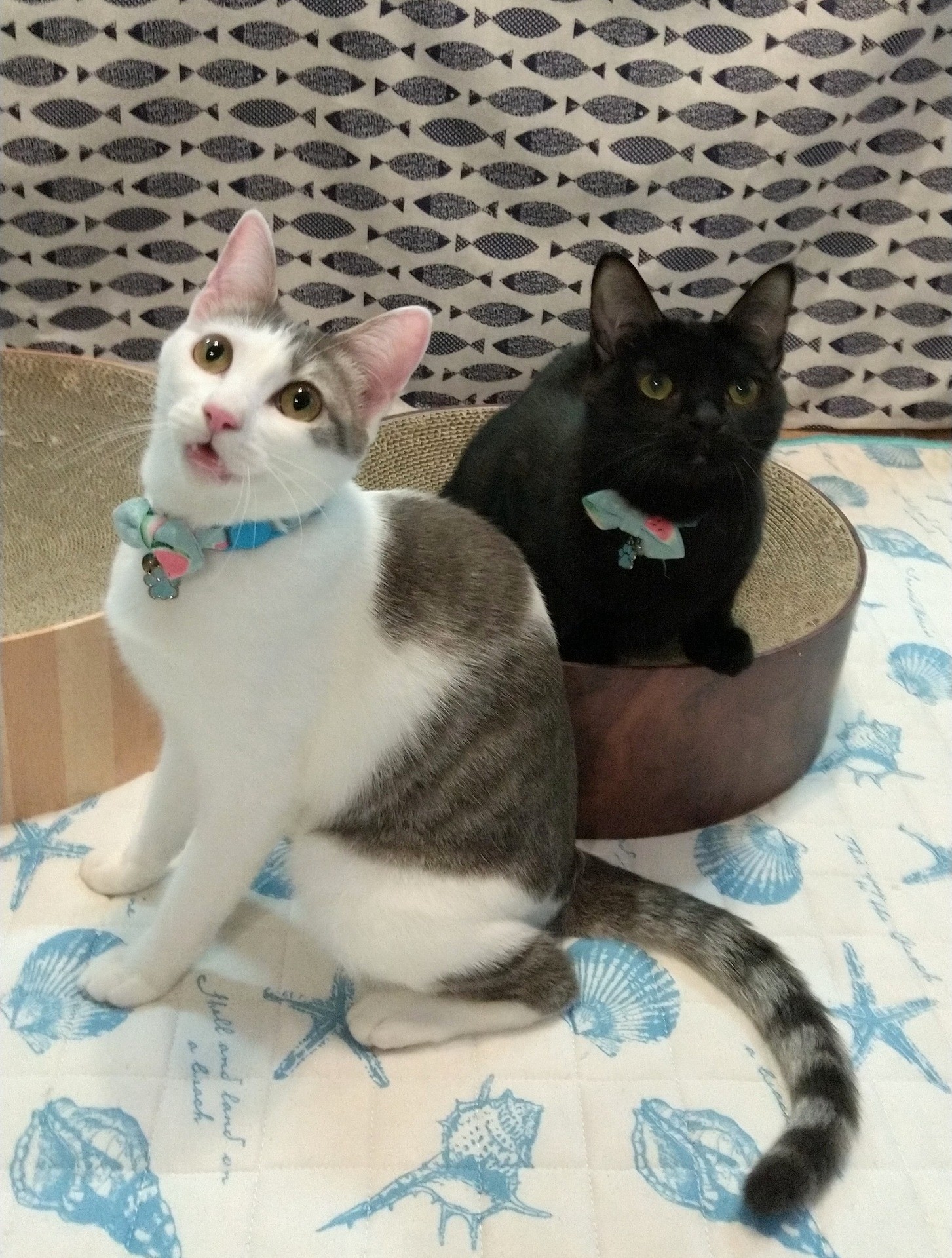 あたしたちのおうちは　どこ～？？