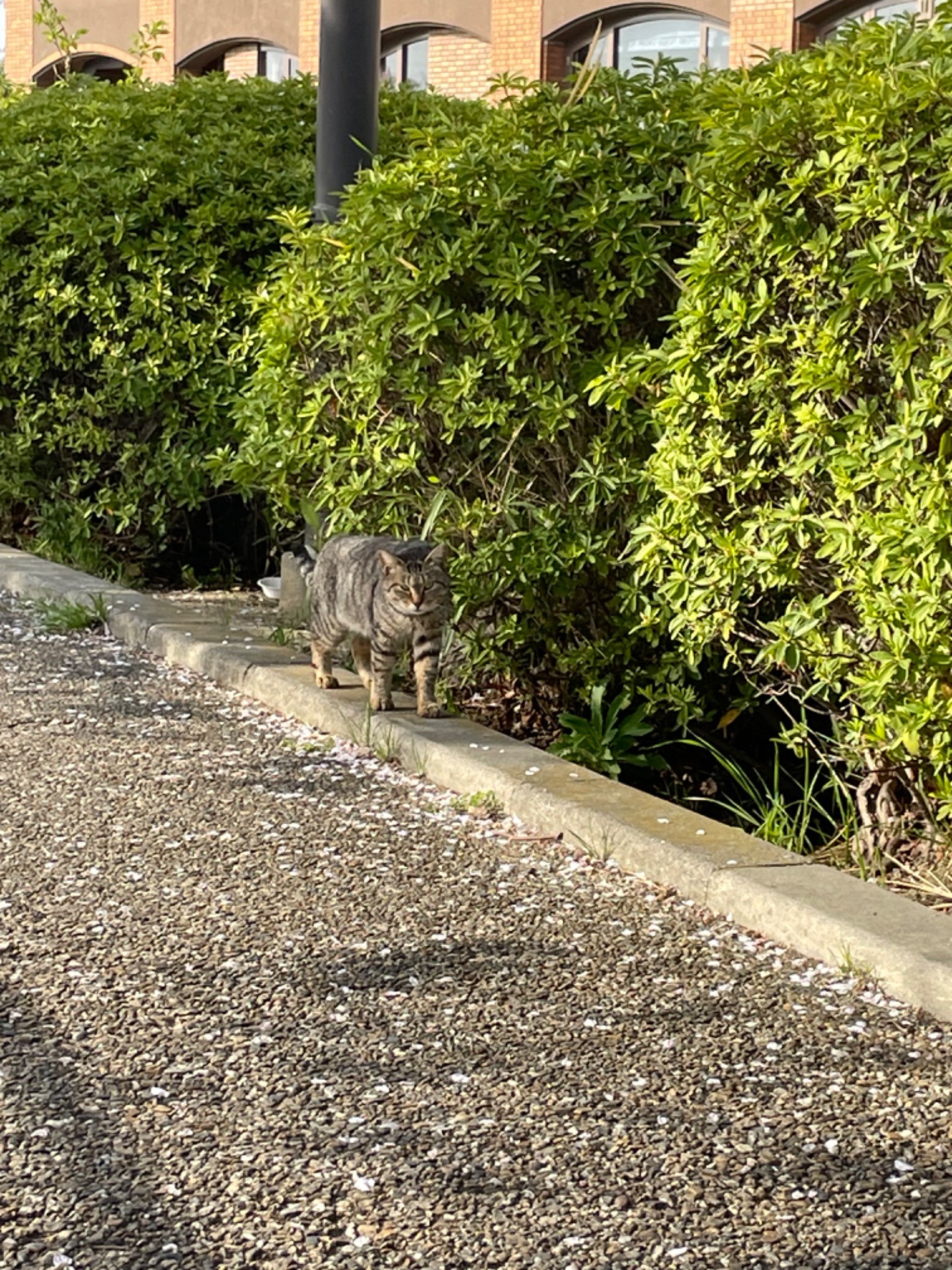 さくらねこ