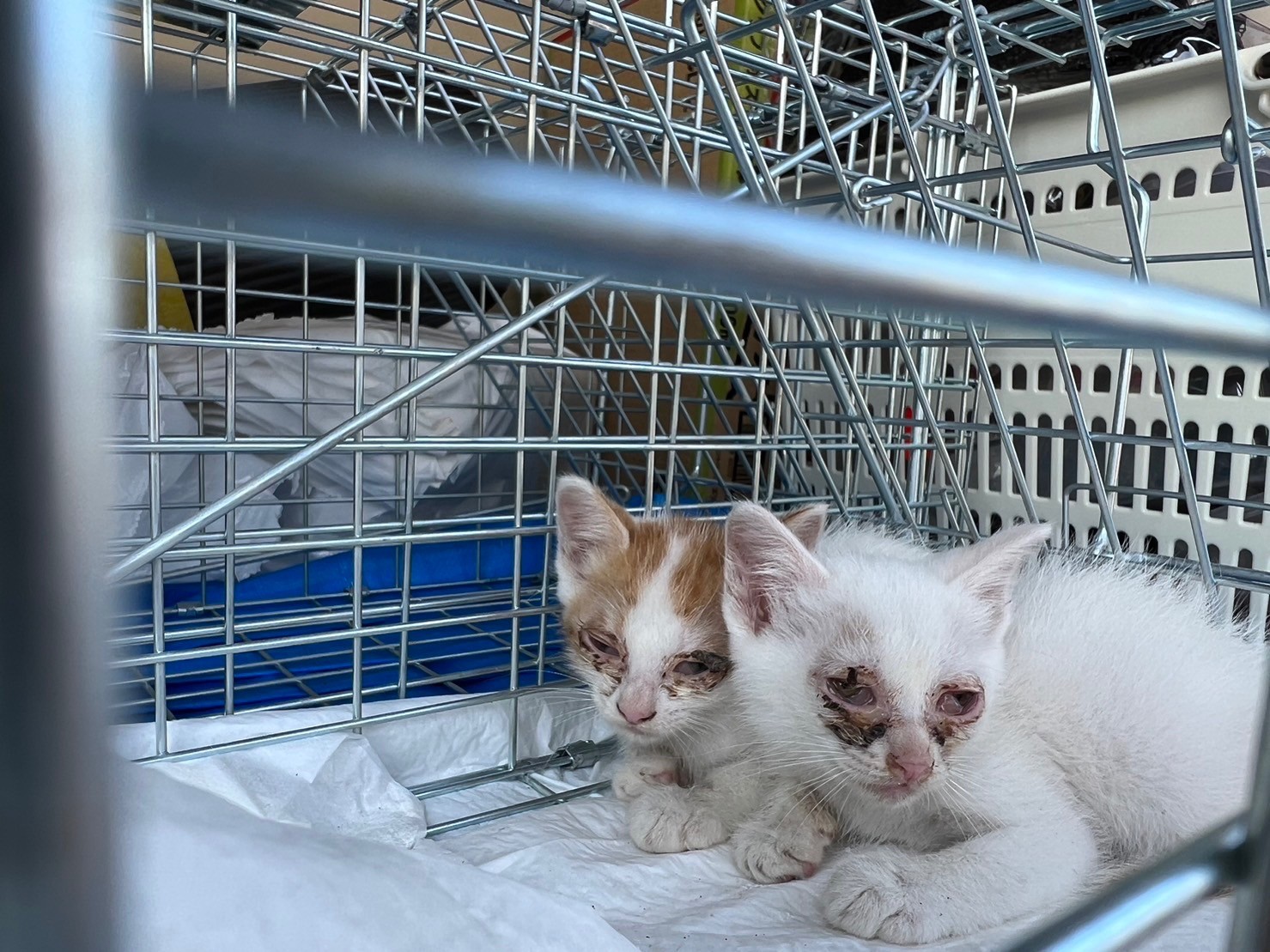 猫風邪兄弟