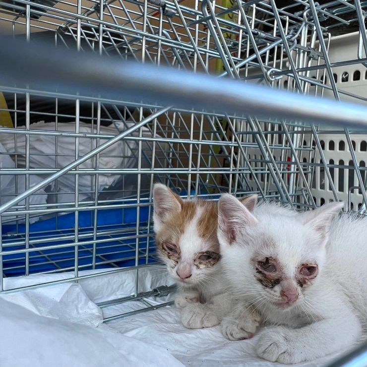 猫風邪兄弟