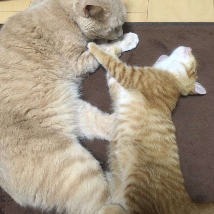 優しいミルクン