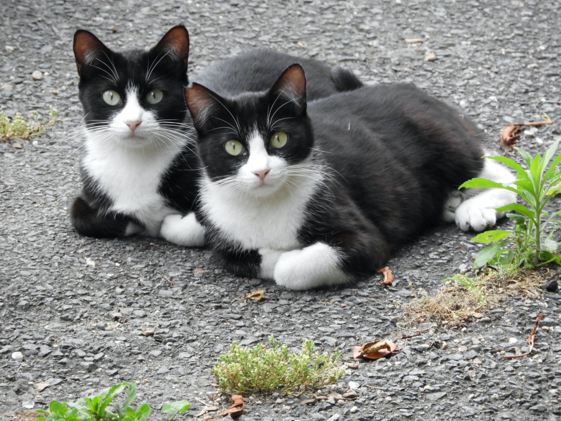 優しいめぐり合わせ(=^・^=)