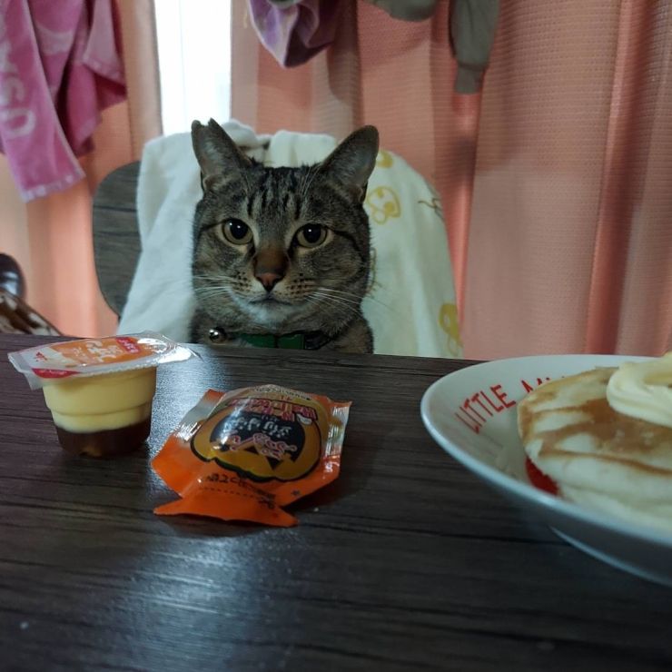 ぼくの朝ごはんはこれですか