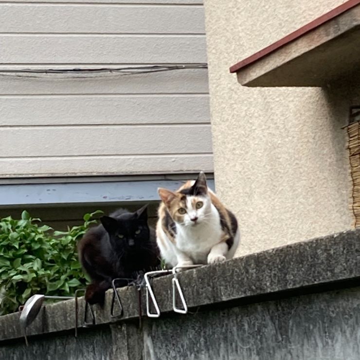 待ってたよ