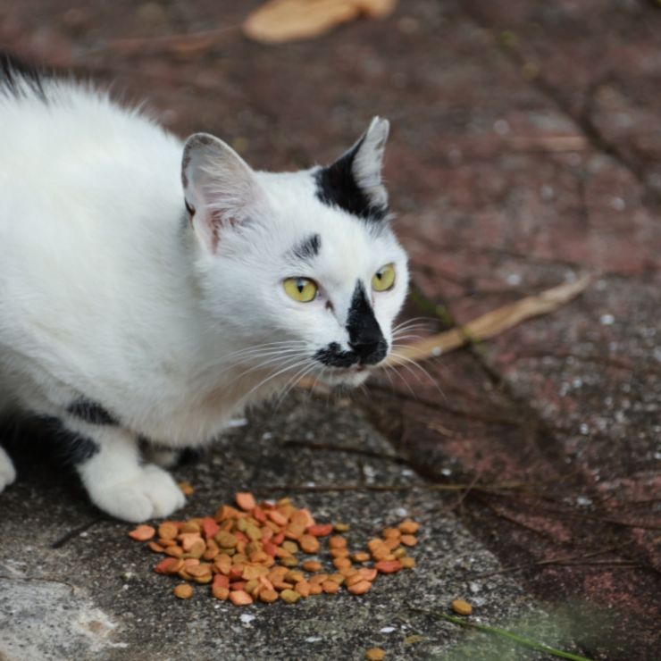 わたしは「ジャベリン」