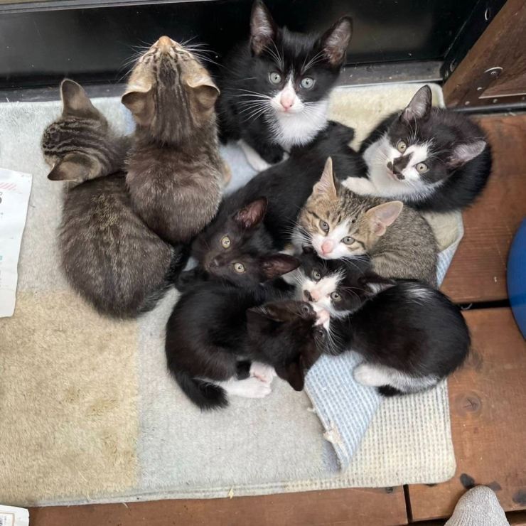野良猫ぐうちゃんチョキちゃんの子猫のたちです😻