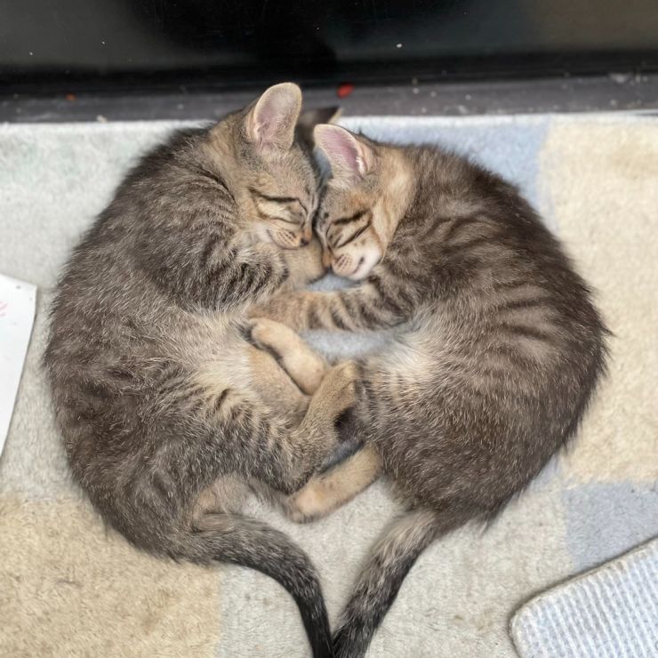 野良猫ぐうちゃんチョキちゃんの子猫のたちです😻