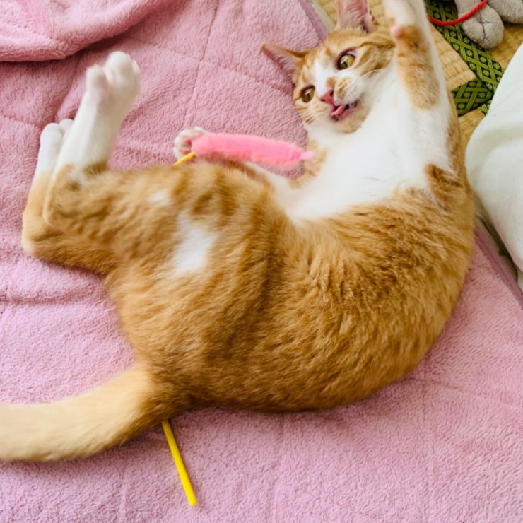 いのちつないだ！