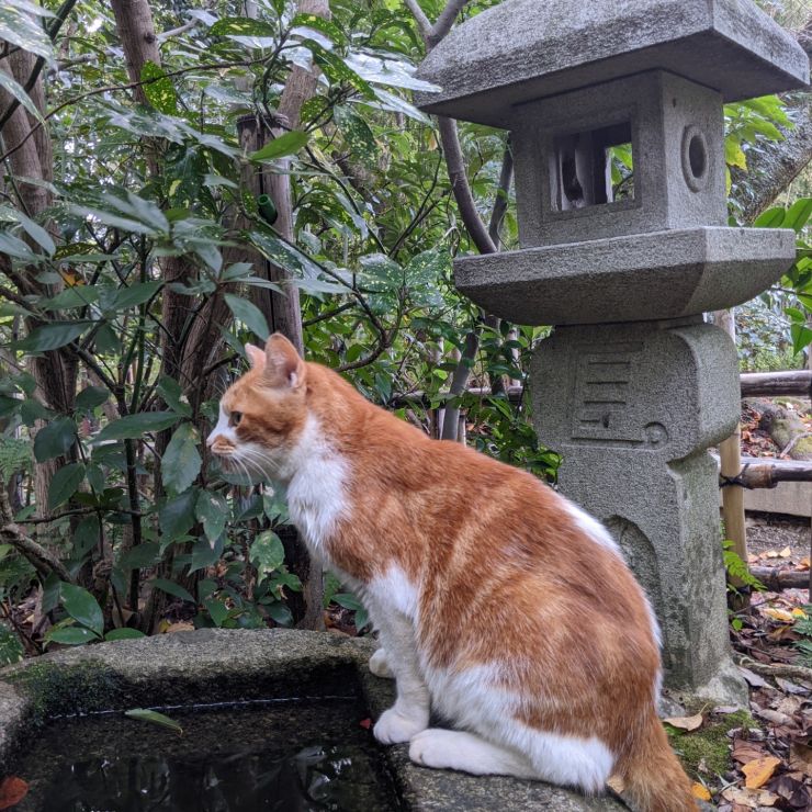 みんなの人気者