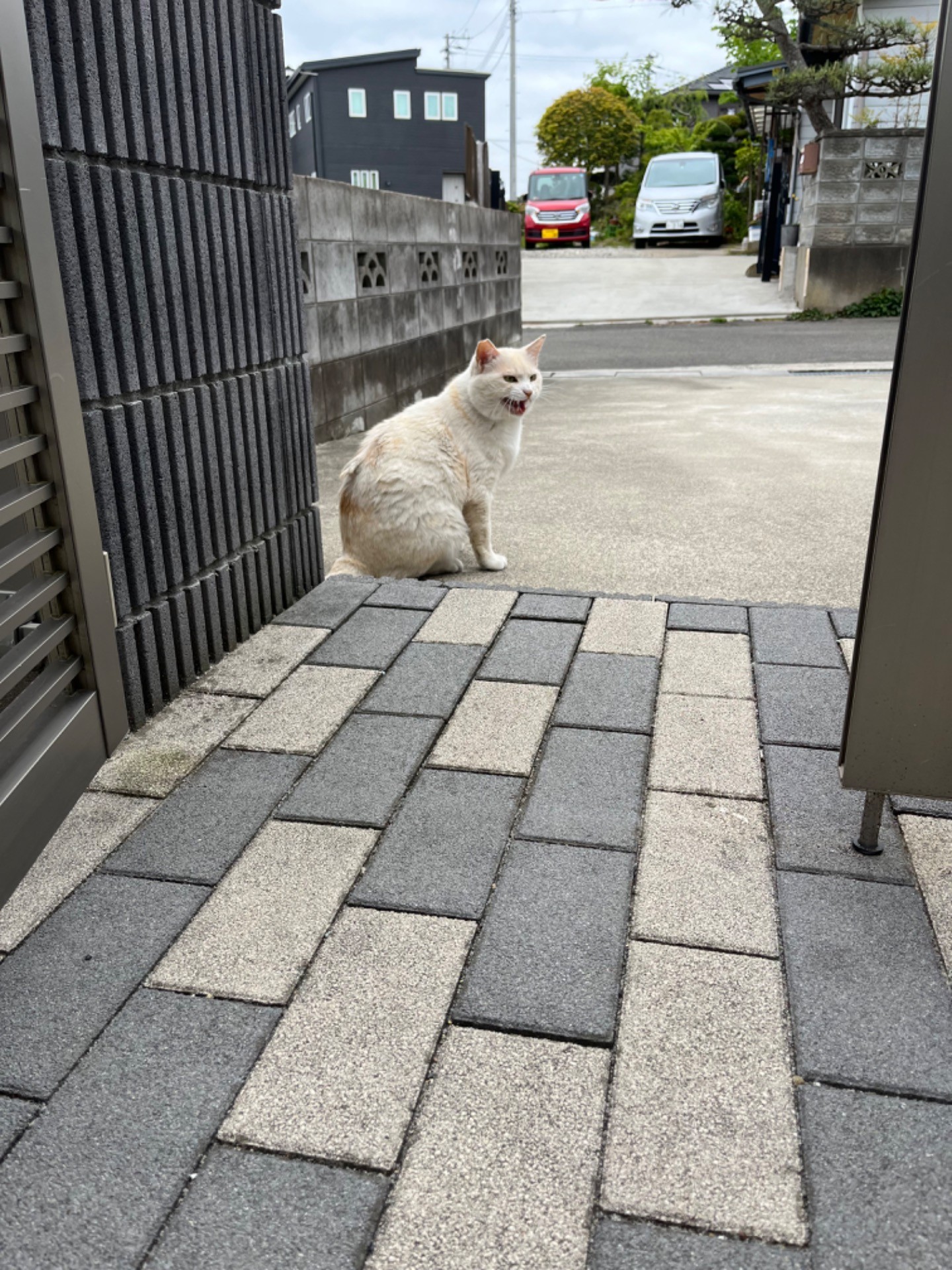 ご飯ちょうだ〜い❗️