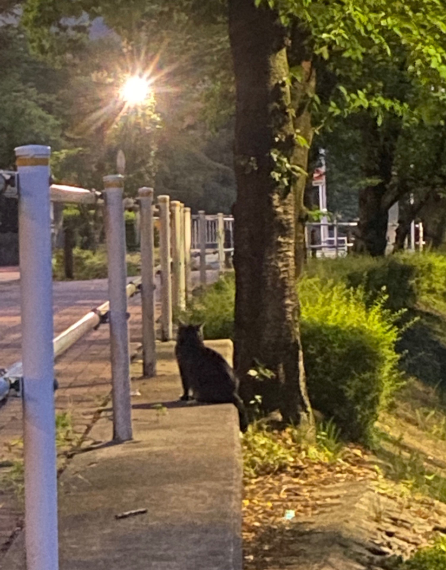 地域猫「チビ」の夕暮れ