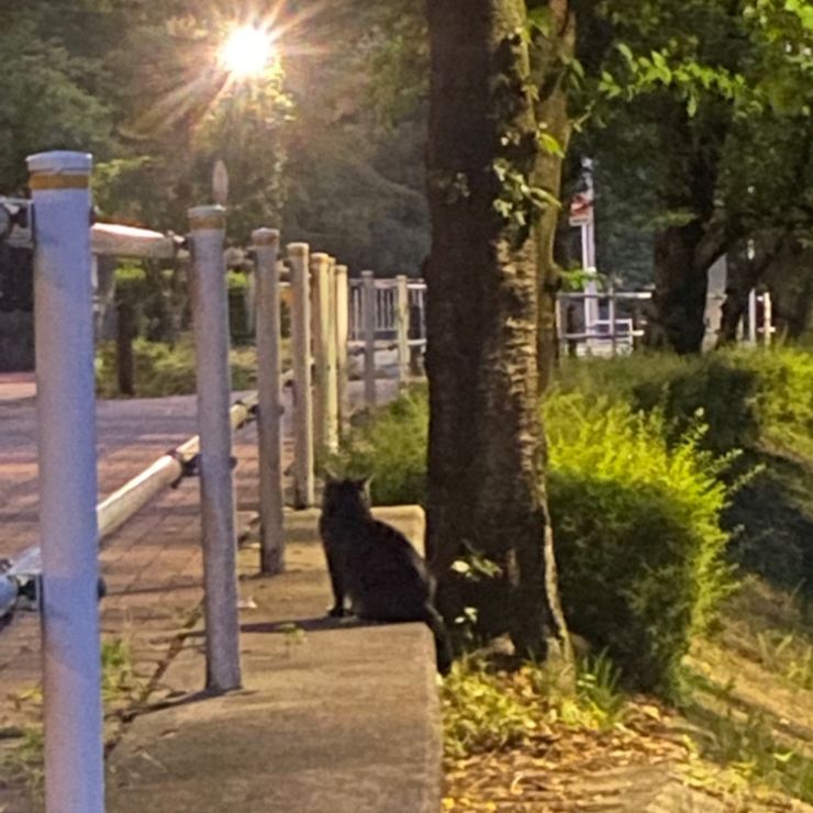 地域猫「チビ」の夕暮れ
