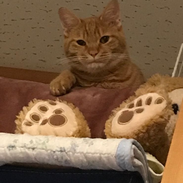 ぼくの足の裏見て見て🎶