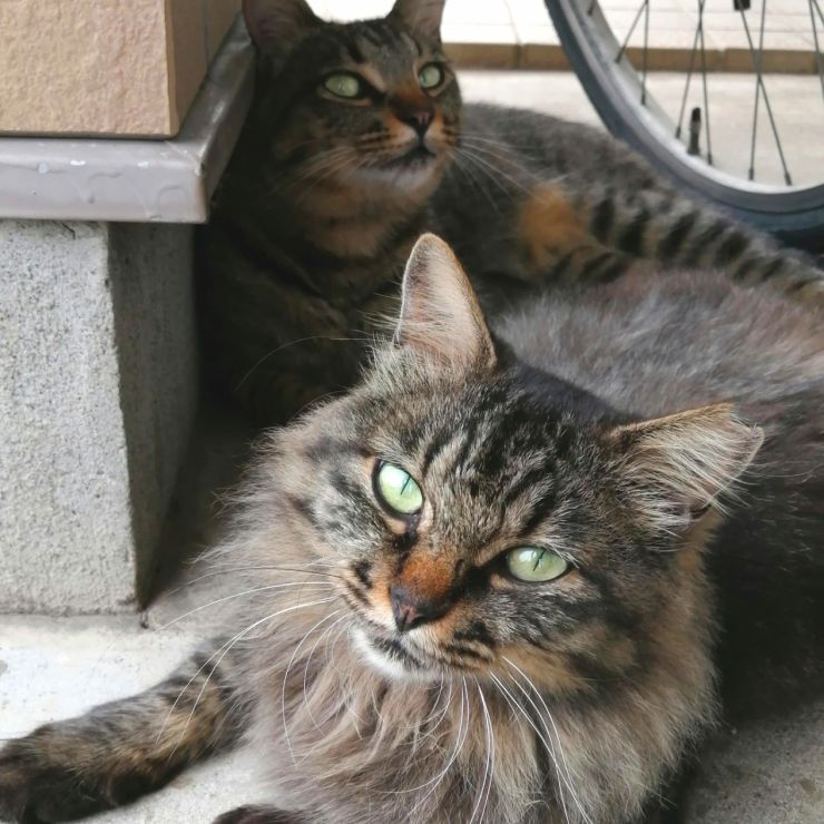 親子でさくらねこ