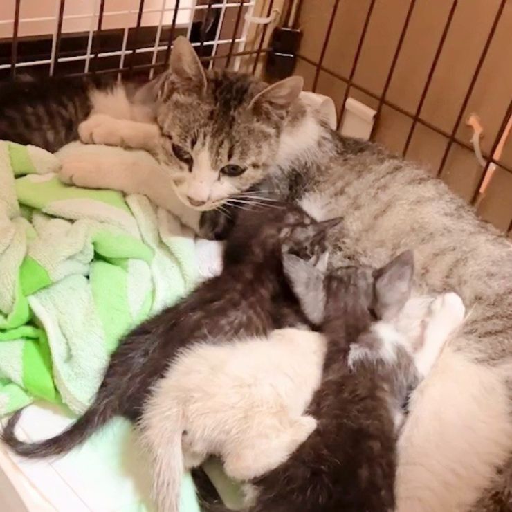 母子猫を緊急保護〜茨城県