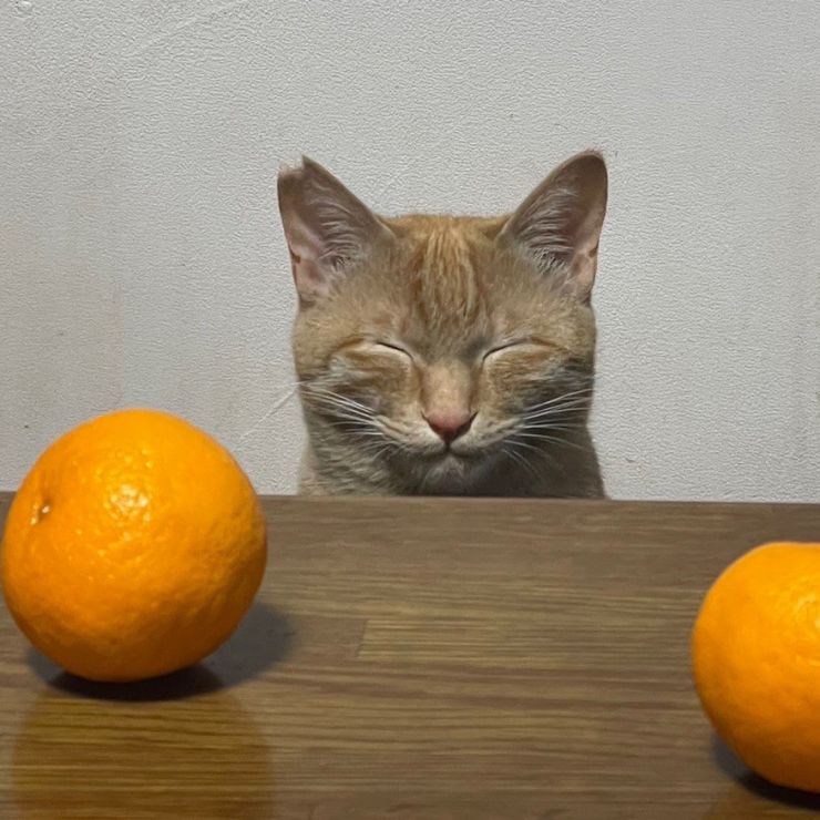 みかんと猫