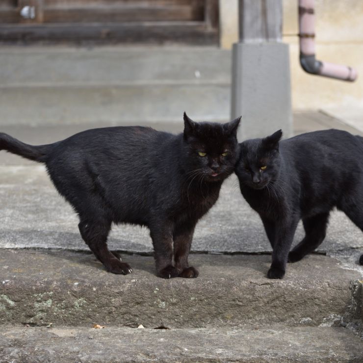 黒猫コンビ