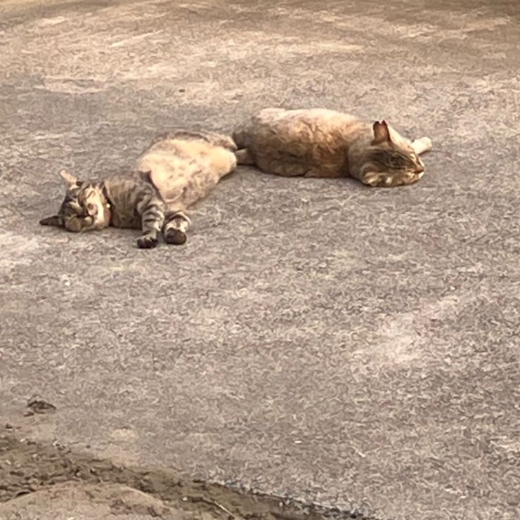 暑くてバテバテ