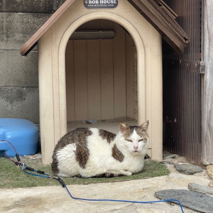 地域を守るボス猫くん