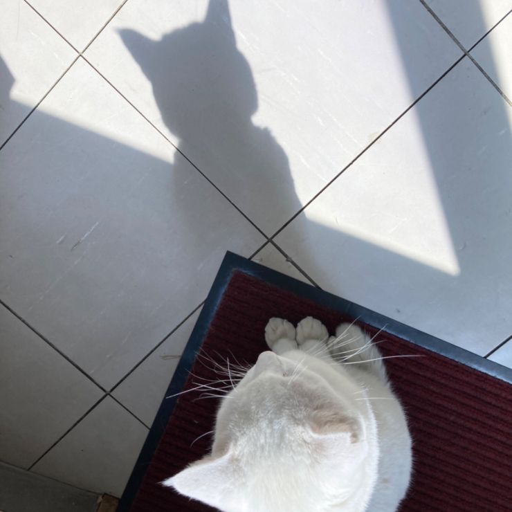 やって来た‼︎幸せ呼び込むさくらねこ