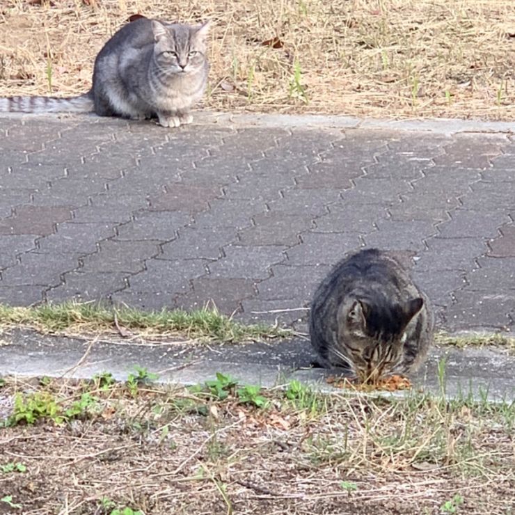 さくら耳猫たち