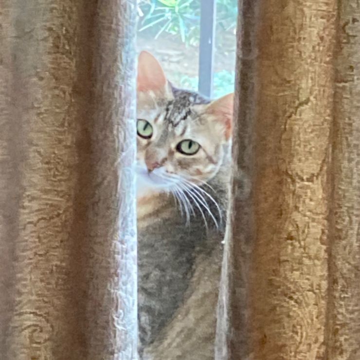 振り向き美人猫