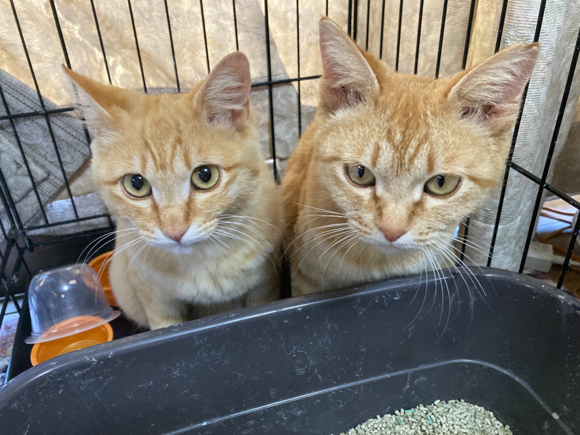 母と息子猫のきなことぷくりん