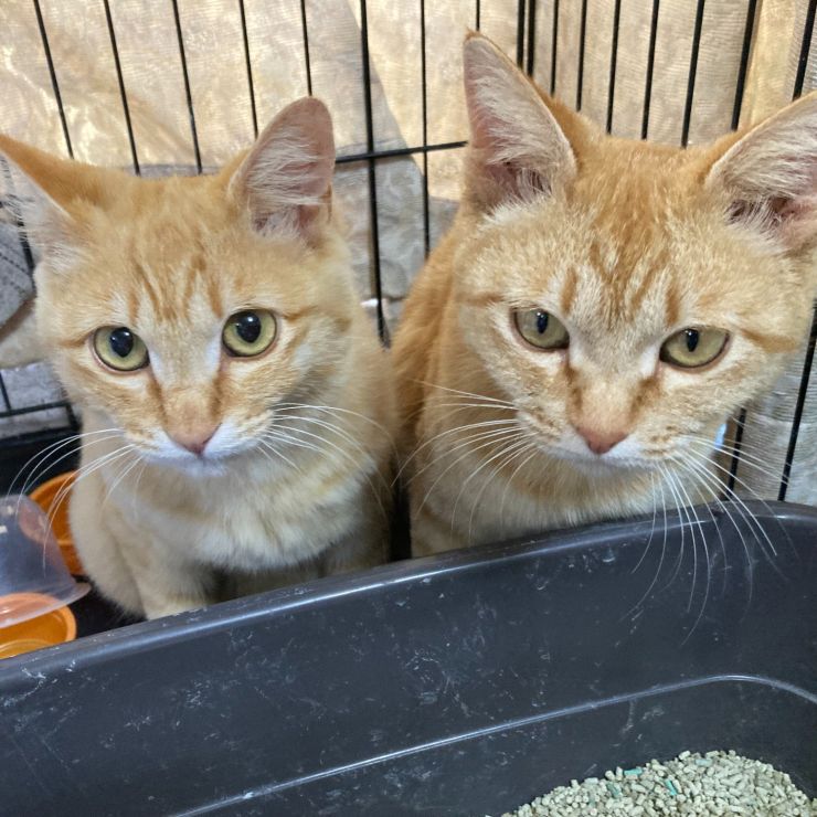 母と息子猫のきなことぷくりん
