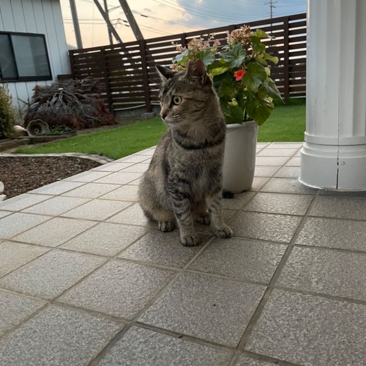まいにち挨拶さくら猫